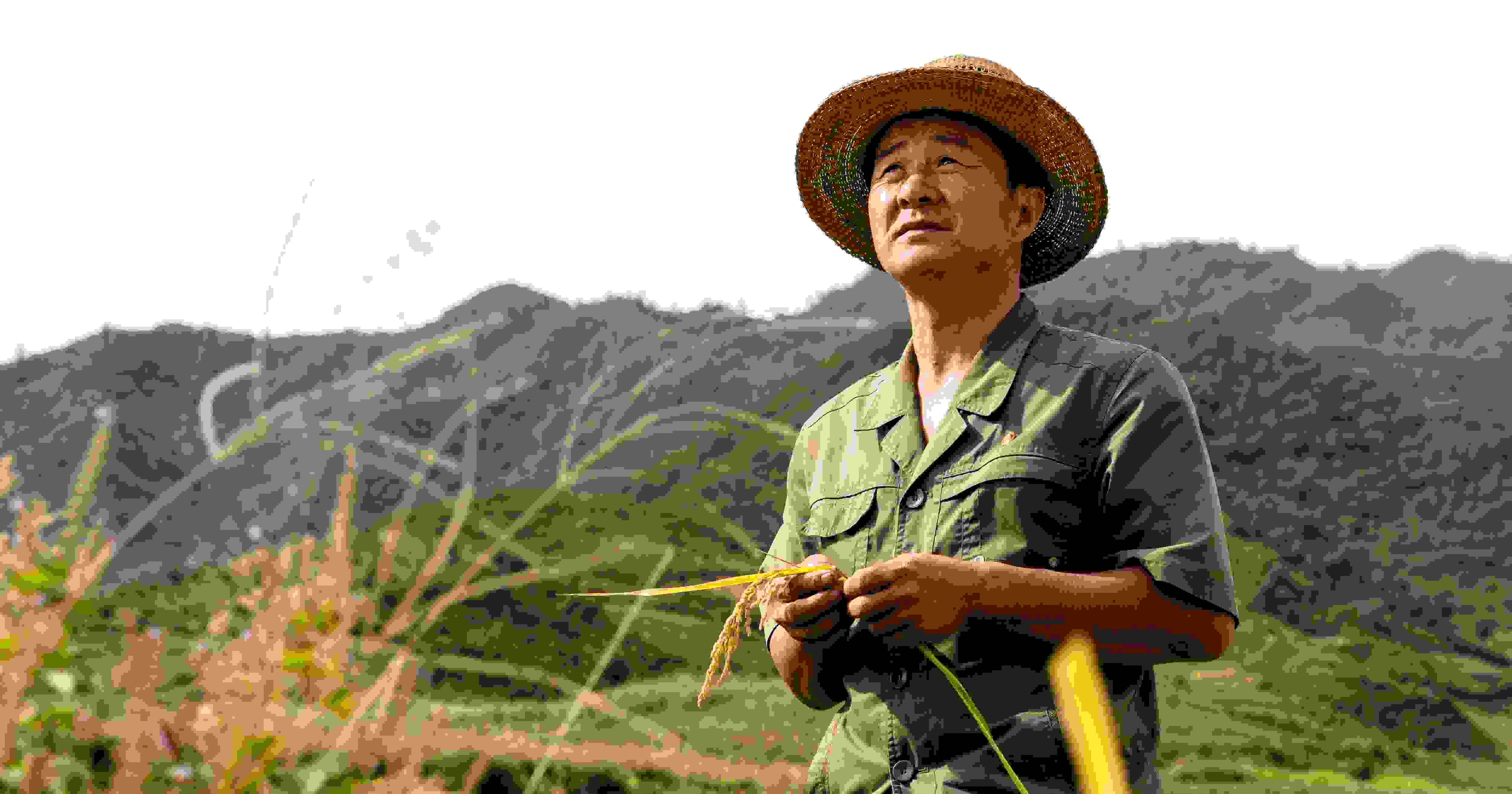 Henkilö seisoo pellolla vuorten keskellä käsissään viljelyskasveja.