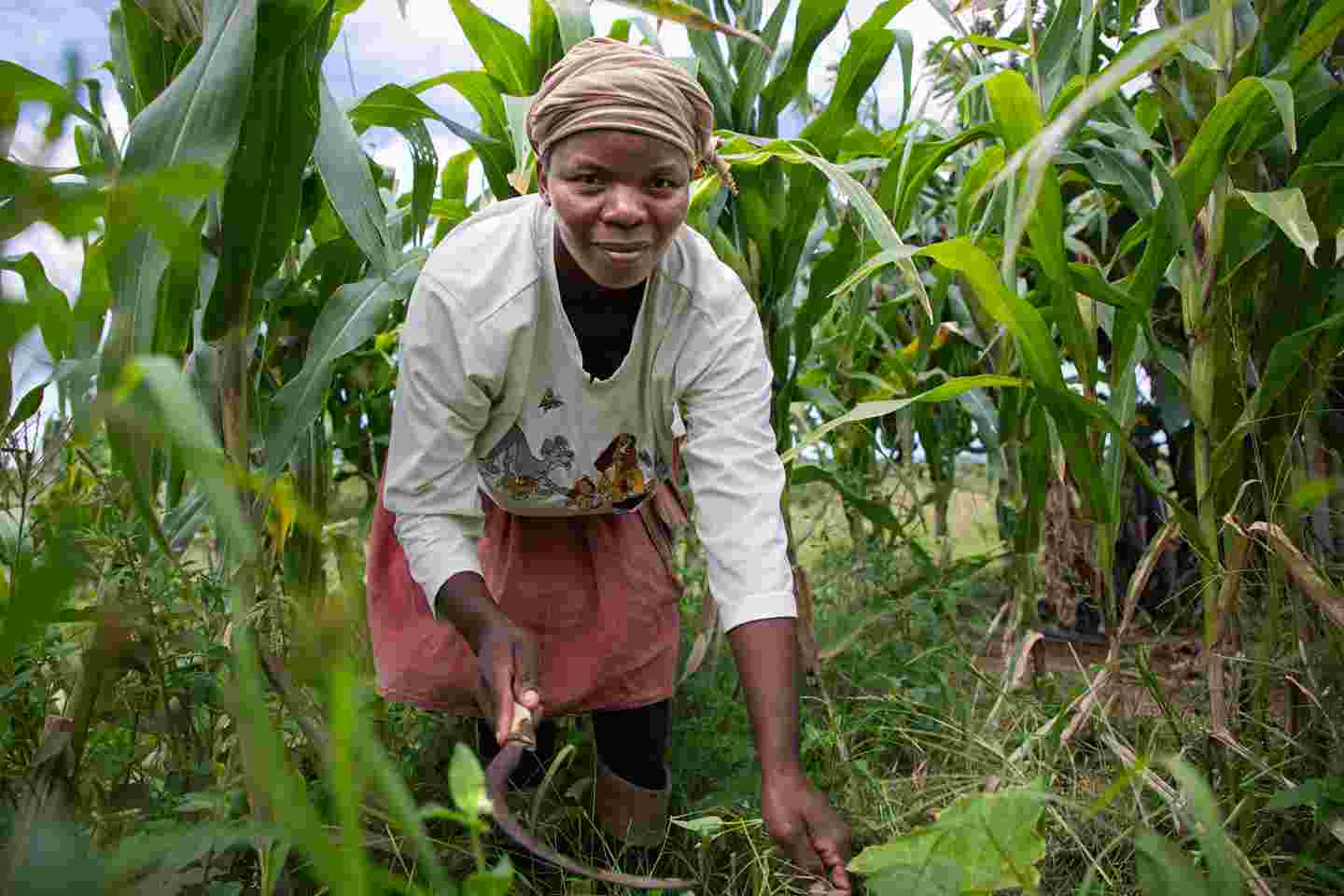 Nainen niittämässä maissia.