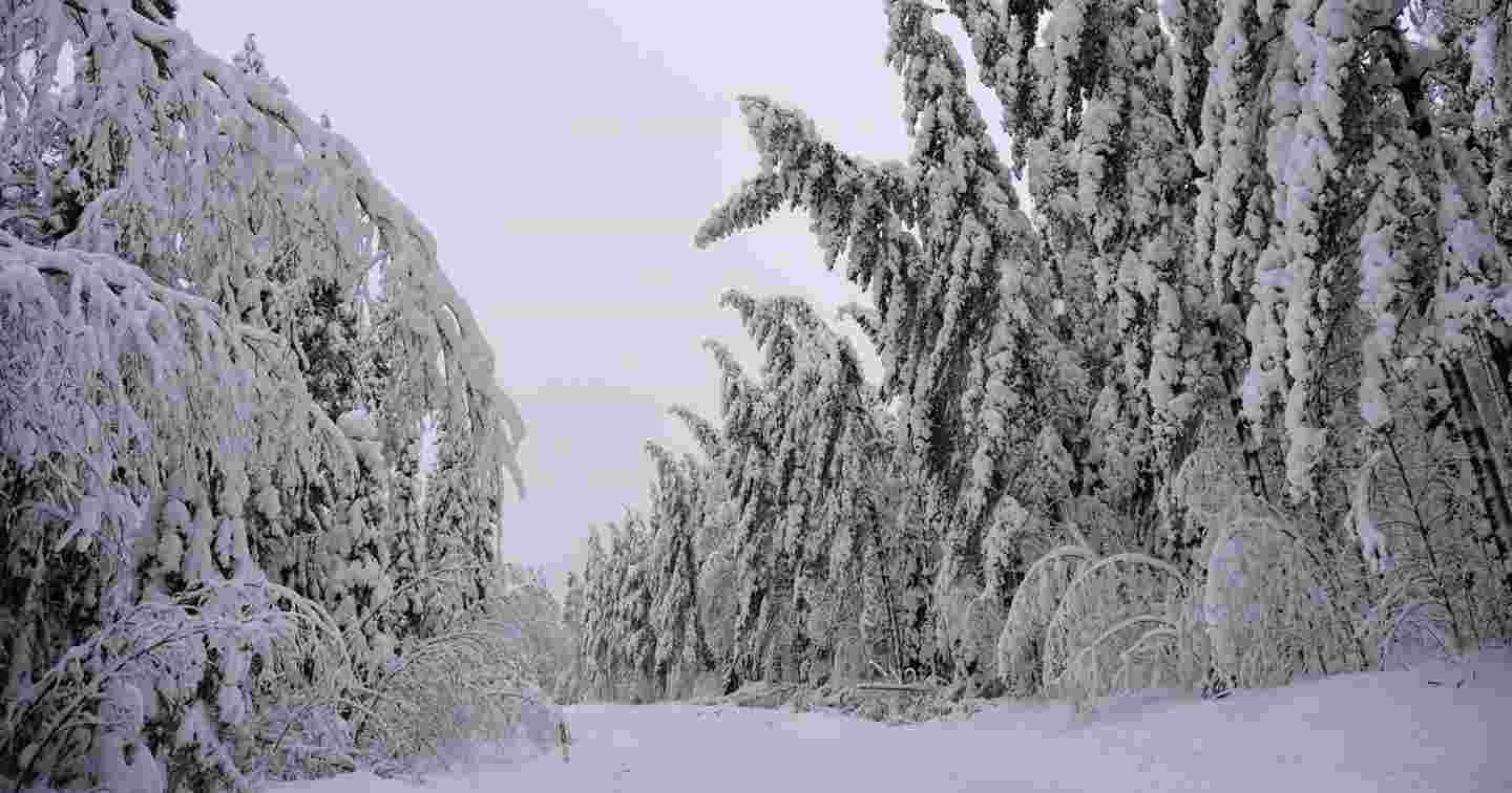 Kostea ja raskas lumi taivuttaa puita sähköjohtojen päälle talvimetsässä.