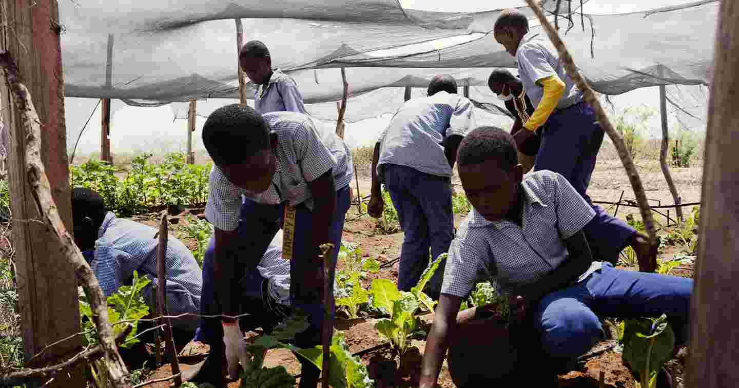 Kenialaiset nuoret viljelevät kasveja kouluasuissa.