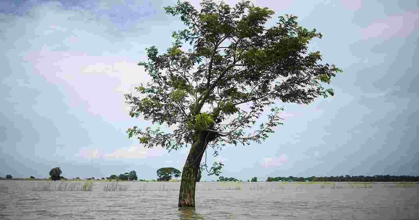 Tulvan keskellä seisova puu. 